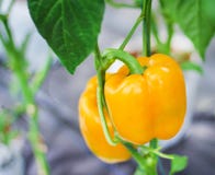 Paprika amarillo que crece en granja vegetal orgánica fotografía de archivo libre de regalías Paprika amarillo que crece en granja vegetal orgánica fotografía de archivo libre de regalías