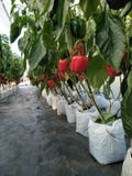 Paprika Rojo imagenes de archivo Paprika Rojo imagenes de archivo