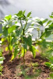 Paprika sur des lits dans le jardin Image stock Paprika sur des lits dans le jardin Image stock