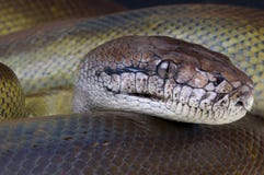 Papua giant python
