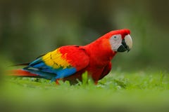 Papuga w trawie Przyroda w Costa Rica Papuzia Szkarłatna ara, arony Macao w zielonym tropikalnym lesie, Costa Rica, przyrody scen Obraz Royalty Free Papuga w trawie Przyroda w Costa Rica Papuzia Szkarłatna ara, arony Macao w zielonym tropikalnym lesie, Costa Rica, przyrody scen Obraz Royalty Free