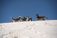 Paquet de chien jouant sur l'arête de montagne : colley barbu, border collie, chien de berger belge, pumi photographie stock libre de droits Paquet de chien jouant sur l'arête de montagne : colley barbu, border collie, chien de berger belge, pumi photographie stock libre de droits