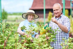 Par av pensionärer i trädgård royaltyfri foto Par av pensionärer i trädgård royaltyfri foto