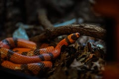 Para compreender o que é o diferente entre um colubrid e uma serpente, primeiramente você deve ter uma compreensão do mundo das s foto de stock royalty free Para compreender o que é o diferente entre um colubrid e uma serpente, primeiramente você deve ter uma compreensão do mundo das s foto de stock royalty free