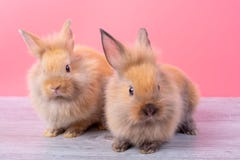 Para królika mali jasnobrązowi śliczni króliki zostają na szarym drewno stole z różowym tłem fotografia royalty free Para królika mali jasnobrązowi śliczni króliki zostają na szarym drewno stole z różowym tłem fotografia royalty free