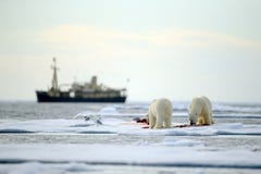 Para niedźwiedzie polarni z krwistą zwłoki foką w wodzie między dryftowym lodem z śniegiem, zamazujący rejsu układ scalony w tle, fotografia stock Para niedźwiedzie polarni z krwistą zwłoki foką w wodzie między dryftowym lodem z śniegiem, zamazujący rejsu układ scalony w tle, fotografia stock
