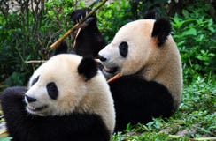 Para pandy przy Chengdu obraz stock Para pandy przy Chengdu obraz stock
