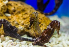Para północni seahorses wpólnie, tropikalne ryby od atlantyckiego oceanu, podatny zwierzęcy specie zdjęcia stock Para północni seahorses wpólnie, tropikalne ryby od atlantyckiego oceanu, podatny zwierzęcy specie zdjęcia stock