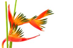 Paradiesvogel, eine tropische Blume, getrennt stockbilder Paradiesvogel, eine tropische Blume, getrennt stockbilder