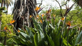 Paradiesvögel, Strelitzia reginae, botanisch lizenzfreie stockfotos Paradiesvögel, Strelitzia reginae, botanisch lizenzfreie stockfotos