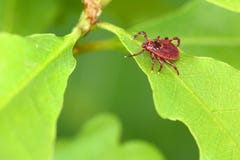 Parasite mite sitting on a green leaf. Danger of tick bite Royalty Free Stock Photo Parasite mite sitting on a green leaf. Danger of tick bite Royalty Free Stock Photo