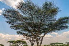 Parasolowy cierniowy akacjowy drzewo lub Vachellia tortilis obrazy stock Parasolowy cierniowy akacjowy drzewo lub Vachellia tortilis obrazy stock