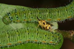 Parazitic Wasp Stock Photography