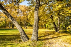 Parc d'automne photo libre de droits Parc d'automne photo libre de droits