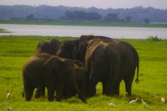 Parc national de minneriya sauvage asiatique d'Eliphant - du Sri Lanka images libres de droits Parc national de minneriya sauvage asiatique d'Eliphant - du Sri Lanka images libres de droits