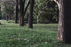 Parc public avec le champ d'herbe verte Photos stock Parc public avec le champ d'herbe verte Photos stock