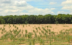 Parched Cornfield Stock Photo Parched Cornfield Stock Photo