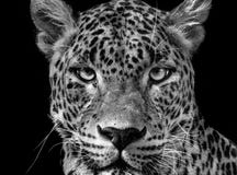 Parduskotiya van Panthera van de portretluipaard stock fotografie Parduskotiya van Panthera van de portretluipaard stock fotografie