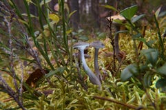 Parecchi funghi tossici della foresta di autunno, i funghi fotografie stock libere da diritti Parecchi funghi tossici della foresta di autunno, i funghi fotografie stock libere da diritti