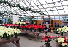 Parecchie tavole basse coperte di scelta delle piante sane della stella di Natale, giardini di Sunnyside, Saratoga New York, 2018 fotografia stock libera da diritti Parecchie tavole basse coperte di scelta delle piante sane della stella di Natale, giardini di Sunnyside, Saratoga New York, 2018 fotografia stock libera da diritti