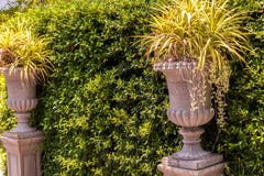 Parede da árvore com os potenciômetros da planta do estilo romano imagem de stock Parede da árvore com os potenciômetros da planta do estilo romano imagem de stock