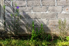 Paredes de ladrillo inacabadas como fondo de un jardín verde con las flores púrpuras imágenes de archivo libres de regalías Paredes de ladrillo inacabadas como fondo de un jardín verde con las flores púrpuras imágenes de archivo libres de regalías