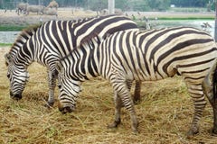 Paren av sebraEquusburchells som äter blasten, noshörningarna, kamlet och de stora fåglarna på bakgrunden Djur i naturligt Co fotografering för bildbyråer Paren av sebraEquusburchells som äter blasten, noshörningarna, kamlet och de stora fåglarna på bakgrunden Djur i naturligt Co fotografering för bildbyråer