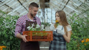 Pares atractivos jovenes de los floristas en el delantal que trabaja en invernadero Hombre alegre que camina con la caja de flore metrajes Pares atractivos jovenes de los floristas en el delantal que trabaja en invernadero Hombre alegre que camina con la caja de flore metrajes