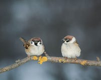 Pares de amantes dos pássaros que sentam-se em um ramo no jardim imagem de stock Pares de amantes dos pássaros que sentam-se em um ramo no jardim imagem de stock
