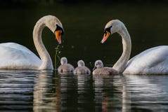 Pares de cisnes com três cisnes novos em uma unidade de família imagens de stock Pares de cisnes com três cisnes novos em uma unidade de família imagens de stock
