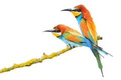 Pares de los pájaros increíblemente hermosos aislados en un fondo blanco Foto de archivo libre de regalías Pares de los pájaros increíblemente hermosos aislados en un fondo blanco Foto de archivo libre de regalías