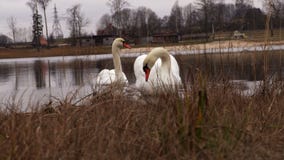 Pares del cisne en el lago Pares del cisne en el lago