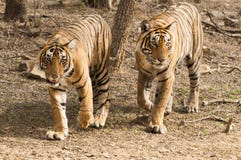 Pares del tigre de Bengala en el parque nacional de Ranthambore fotografía de archivo libre de regalías Pares del tigre de Bengala en el parque nacional de Ranthambore fotografía de archivo libre de regalías