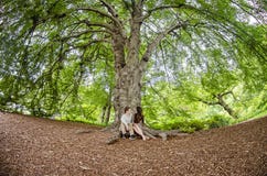 Pares que hablan debajo de un árbol grande fotos de archivo libres de regalías Pares que hablan debajo de un árbol grande fotos de archivo libres de regalías