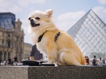 Blond Long hair chihuahua dog sitting in the background Louvre pyramid in Paris stock photos Blond Long hair chihuahua dog sitting in the background Louvre pyramid in Paris stock photos