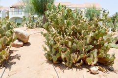 Park with cactus exotic tropical desert against white stone buildings in Mexican Latin American style against the blue sky royalty free stock photography Park with cactus exotic tropical desert against white stone buildings in Mexican Latin American style against the blue sky royalty free stock photography