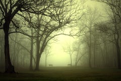 Park in Fog
