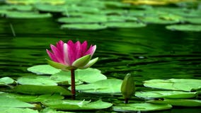 Park photography water lily pond water lily leaf water surface flower HD real shot material