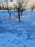 Park trees in ice royalty free stock photo Park trees in ice royalty free stock photo