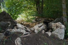 Parkera närbilden för sidor för mossa för landskapstenträdet arkivbilder Parkera närbilden för sidor för mossa för landskapstenträdet arkivbilder