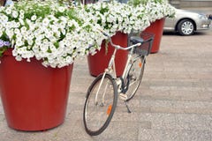 Parkerad cykel nära rabatter arkivbilder Parkerad cykel nära rabatter arkivbilder