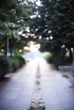 Parkowy zmierzch z ostrości bokeh Obraz Stock Parkowy zmierzch z ostrości bokeh Obraz Stock