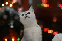Parla katten royaltyfria bilder Parla katten royaltyfria bilder