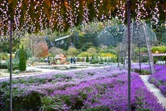 Parque da flor de Ashikaga, Tochigi, Japão fotografia de stock Parque da flor de Ashikaga, Tochigi, Japão fotografia de stock