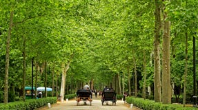 Parque de MarÃa Luisa в Севилье, Испании стоковые фото Parque de MarÃa Luisa в Севилье, Испании стоковые фото