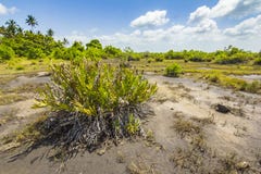 Parque nacional da baía de Jozani Chwaka do pântano da floresta da selva, Zanzibar, Tanzânia fotografia de stock Parque nacional da baía de Jozani Chwaka do pântano da floresta da selva, Zanzibar, Tanzânia fotografia de stock