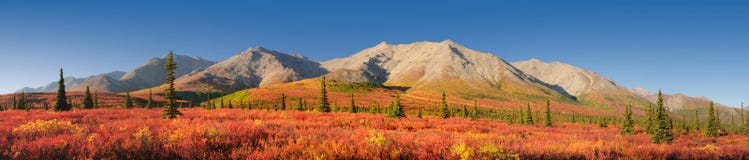Parque nacional de Denali del otoño de Alaska fotos de archivo Parque nacional de Denali del otoño de Alaska fotos de archivo