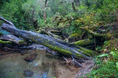 Parque Nacional of Queulat, Carretera Austral, Highway 7, Chile Royalty Free Stock Photos Parque Nacional of Queulat, Carretera Austral, Highway 7, Chile Royalty Free Stock Photos