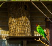 Parrocchetto cornuto variopinto che si siede alla sua casa dell'uccello, pappagallo dalla Nuova Caledonia, specie minacciata dell fotografia stock Parrocchetto cornuto variopinto che si siede alla sua casa dell'uccello, pappagallo dalla Nuova Caledonia, specie minacciata dell fotografia stock
