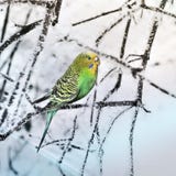 Parrot on a branch royalty free stock images Parrot on a branch royalty free stock images